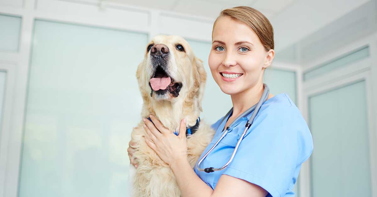 How to Work in the U.S. As a Foreign-Educated Veterinarian